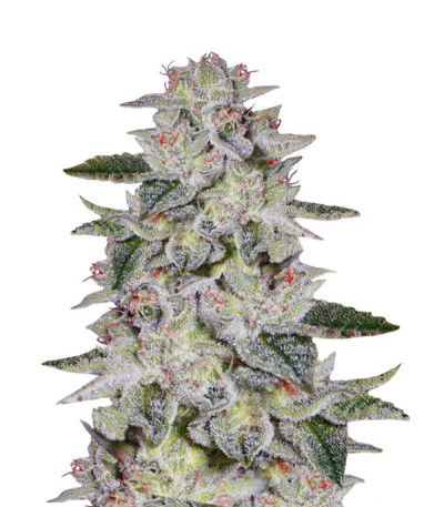 Сорт Sweet Valley Kush fem (Green House Seeds)