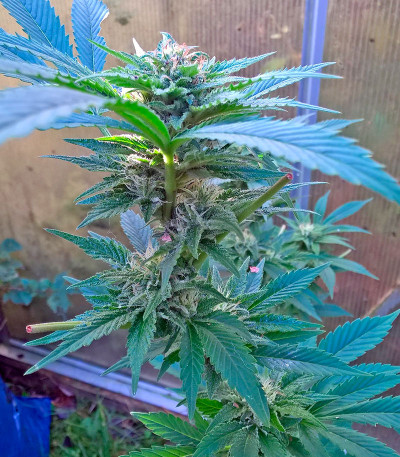 Сорт Diesel fem (Dinafem Seeds)