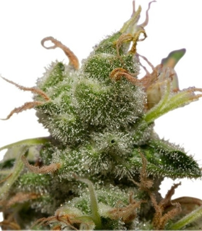 Сорт Ice fem (Royal Queen Seeds)