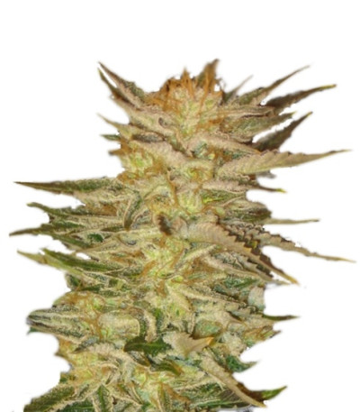 Сорт Ice Cream fem (Paradise Seeds)