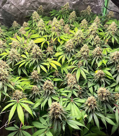 Сорт Ice Cream Cake fem (Barney's Farm)