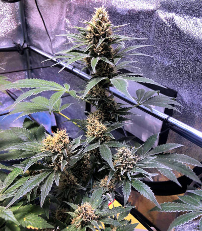 Сорт Vanilla Kush fem (Barney's Farm)