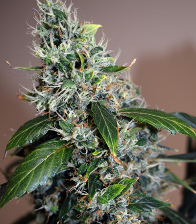 Сорт Banana Purp fem (Medical Seeds)