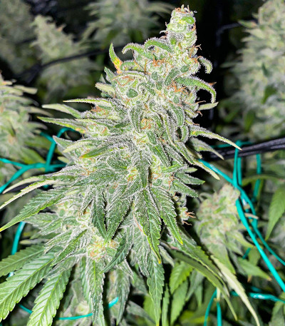 Сорт Dozy Whale fem (AlphaFem Seeds)