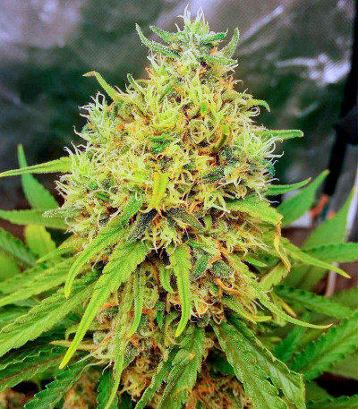 Сорт Kaya 47 fem (Advanced Seeds)