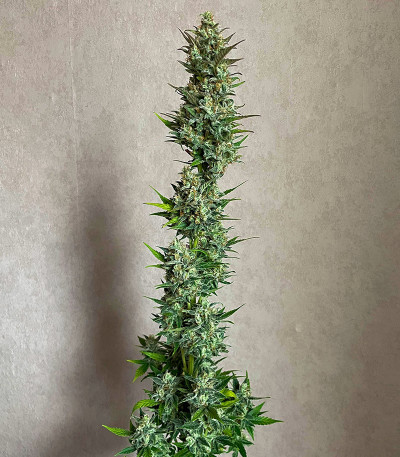 Сорт Jet Fuel Mandarine XL Auto fem (Sweet Seeds)