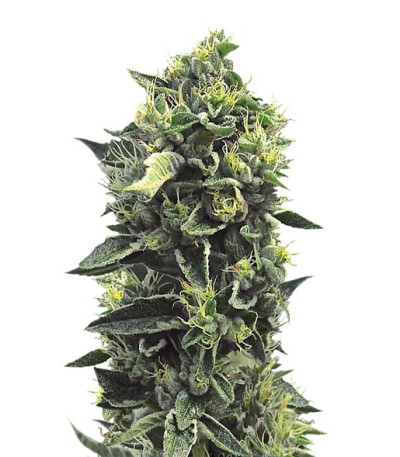 Сорт OG Kush reg (Humboldt Seeds)