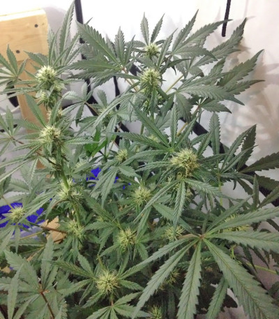 Сорт Red Leicester Tease fem (Dr. Krippling Seeds)