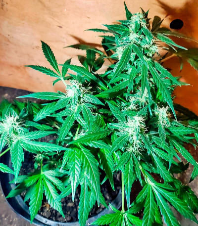 Сорт Critical XXL Auto fem (Herbies Seeds)