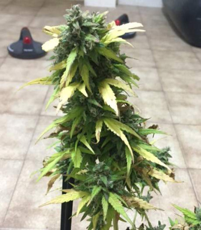 Сорт Critical Impact fem (Vision Seeds)