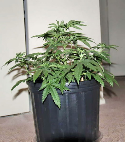 Сорт Green Love Potion fem (Samsara Seeds)