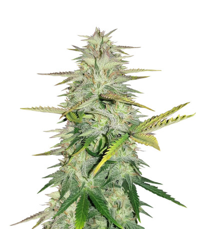 Сорт Wedding Cake fem (Cali Buds Seeds)