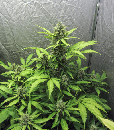 Сорт Blue Auto Mazar fem (Dutch Passion)