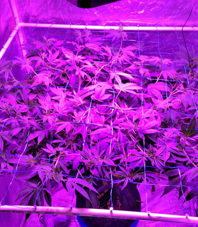 Сорт Desert Diesel fem