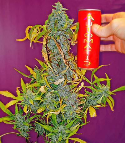 Сорт Dinamex Autoflowering fem