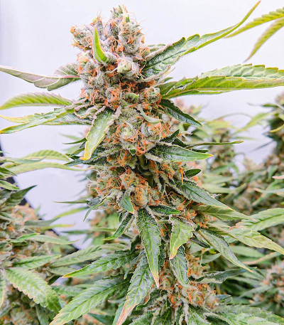 Сорт Tropic Punch fem (Heavyweight Seeds)