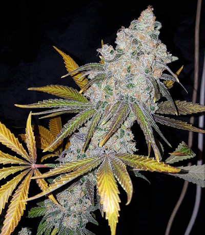 Сорт White Caramel Cookie fem (Sumo Seeds)