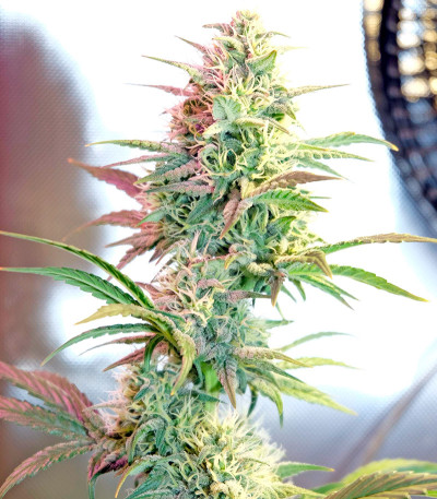 Сорт OG Kush Autoflowering fem (Dinafem Seeds)