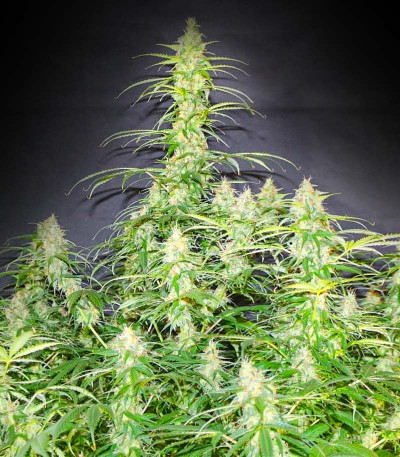 Сорт Animal Face Auto fem (Cali Buds Seeds)