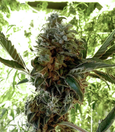 Сорт The New fem (Humboldt Seeds)