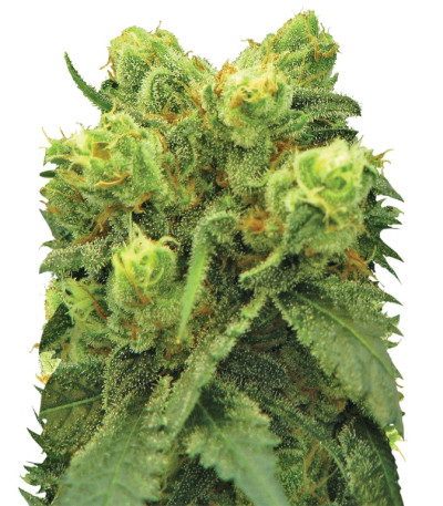 Сорт Pre-99 Big Bud fem