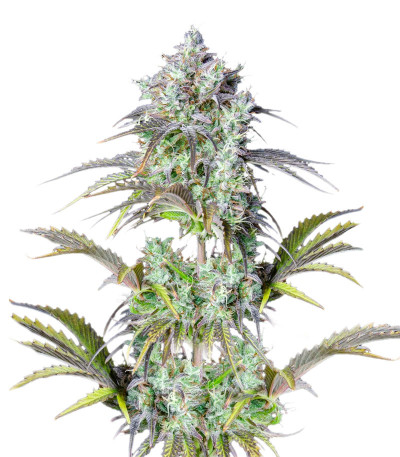 Сорт Original Big Bud Auto fem (FastBuds)