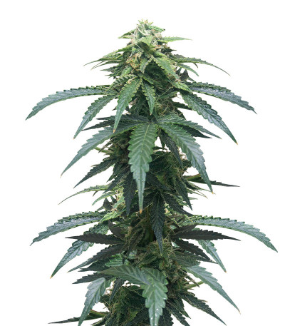 Сорт Roze Runtz fem (AlphaFem Seeds)