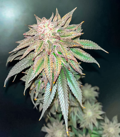 Сорт Pulp Friction fem (Green House Seeds)