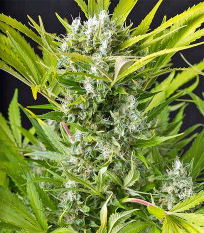 Сорт марихуаны Blue Critical Autoflowering