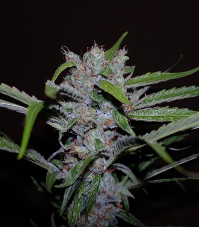 Сорт CBD Cherry Kush fem (Sumo Seeds)