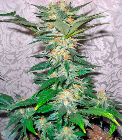 Сорт White Domina fem (Kannabia Seed Company)