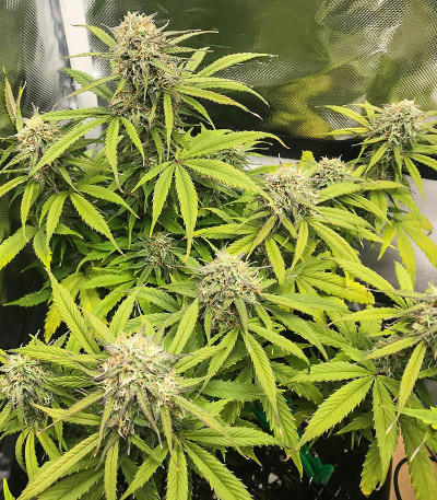 Сорт Acid Rain Autoflower (LSD) fem (Easy Grow Seeds)