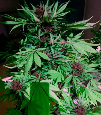 Сорт Auto Dark Purple fem (Delicious Seeds)