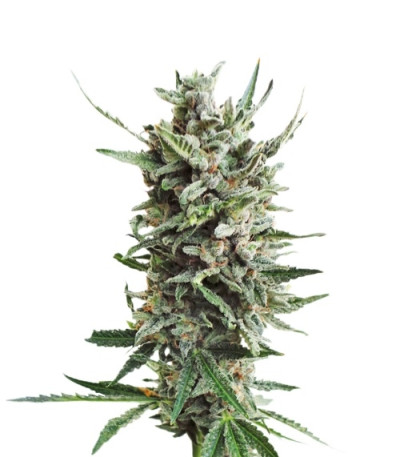 Сорт Auto Critical Hog fem