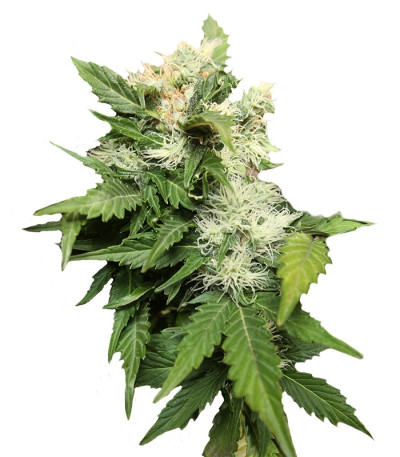 Сорт Betty Boo auto fem