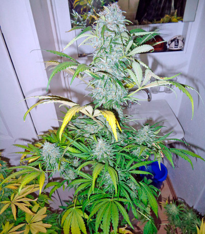 Сорт Money Maker fem (Strain Hunters)