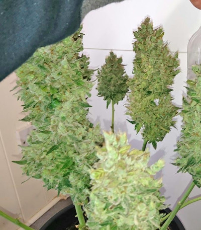 Сорт Smokin Gun Auto fem (Dr. Krippling Seeds)