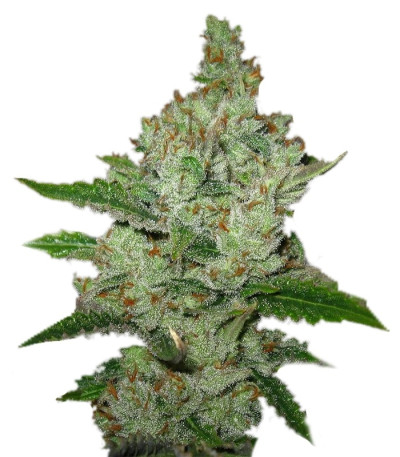 Сорт Super Lemon Haze fem (Green House Seeds)