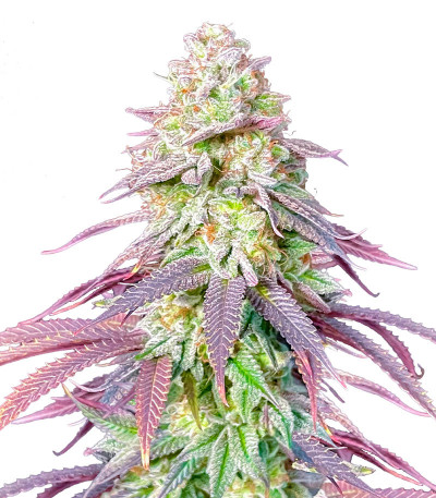 Сорт Lemon Orange fem (Green House Seeds)