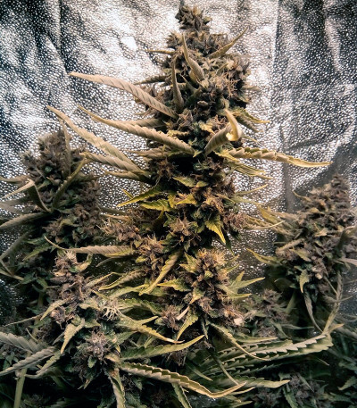 Сорт Auto Blackberry Kush fem (Dutch Passion)