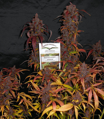 Сорт Auto Blackberry Kush fem (Dutch Passion)