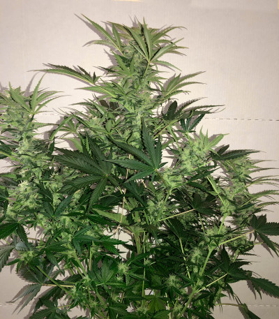 Сорт Bruce Banner #3 fem (Original Sensible Seeds)