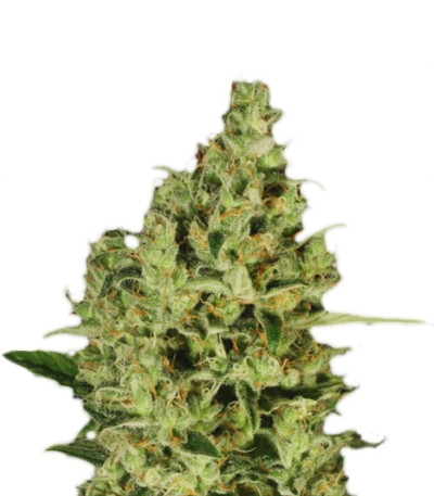 Сорт Delahaze fem (Paradise Seeds)