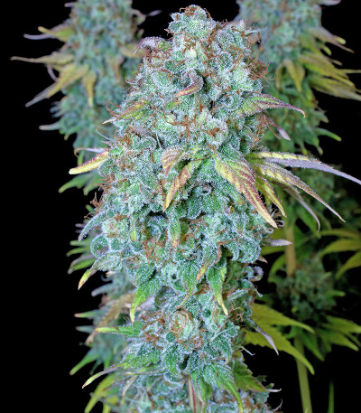 Сорт Serious Happiness fem (Serious Seeds)