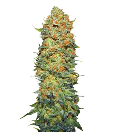 Сорт Pure Power Plant reg (Nirvana Seeds)