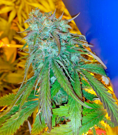 Сорт Purple Afghan Kush fem (Dinafem Seeds)