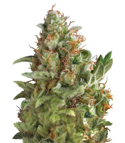 Сорт Auto American Pie fem (Pyramid Seeds)