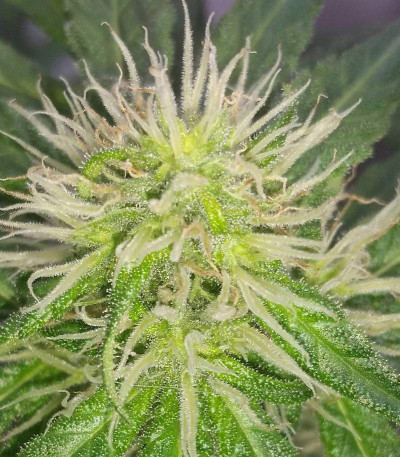 Сорт Bona Dea CBD+ fem (Vision Seeds)