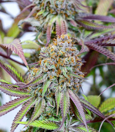 Сорт Shogun fem (Royal Queen Seeds)