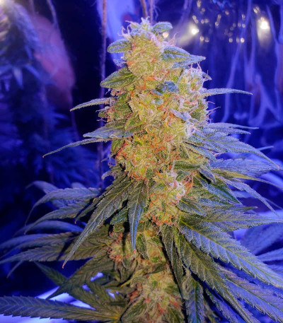 Сорт Ultra Power Plant fem (Victory Seeds)